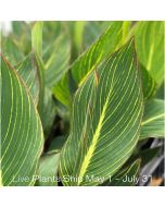 Pretoria Plant