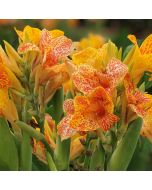 Tenerife Bulb