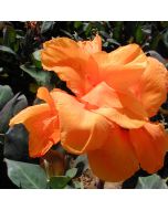 Wyoming Bulb