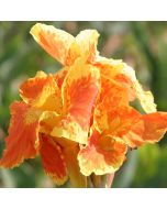 Yellow King Humbert Bulb